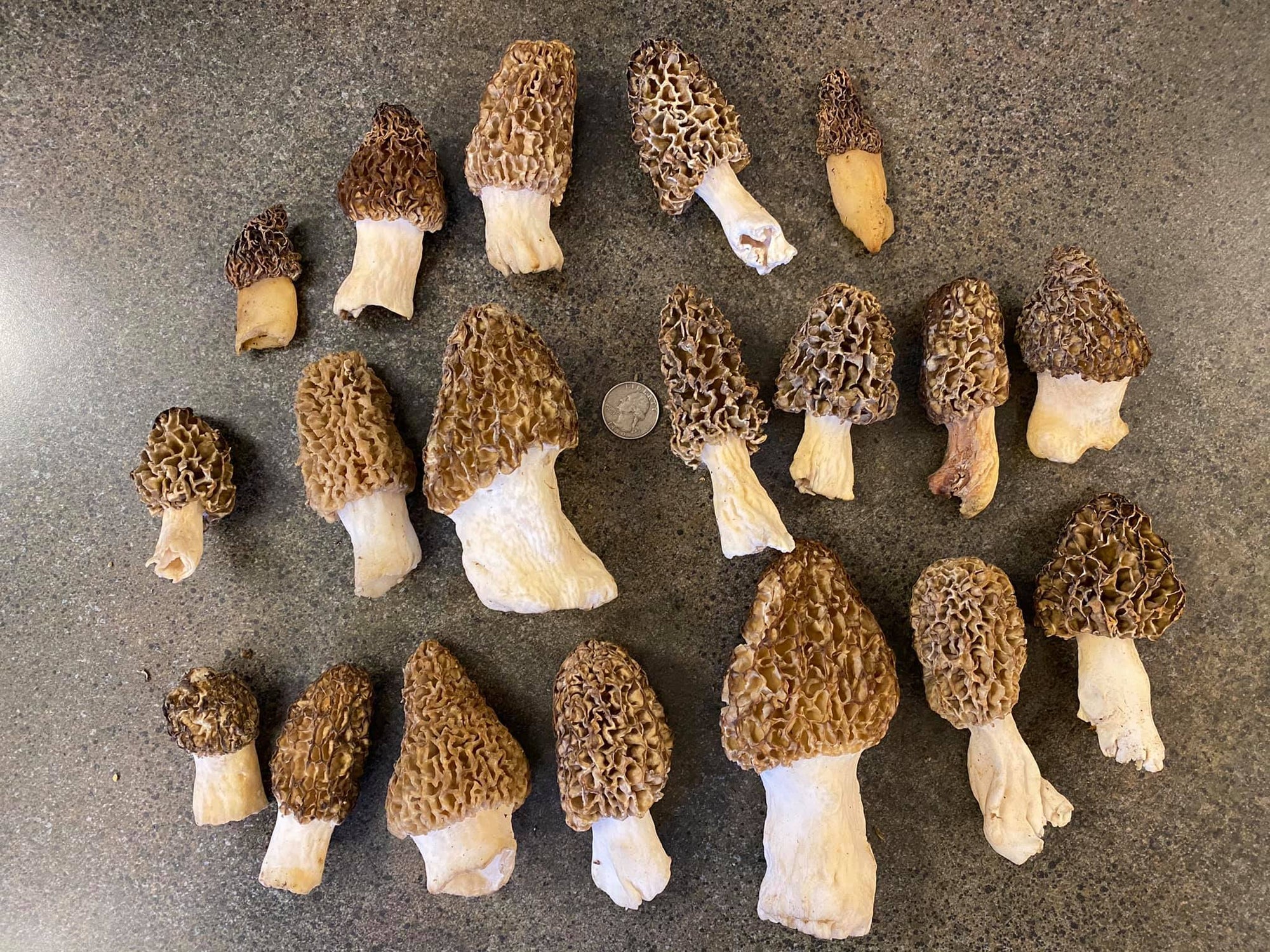 Will Derecho damage lead to more morels this spring?