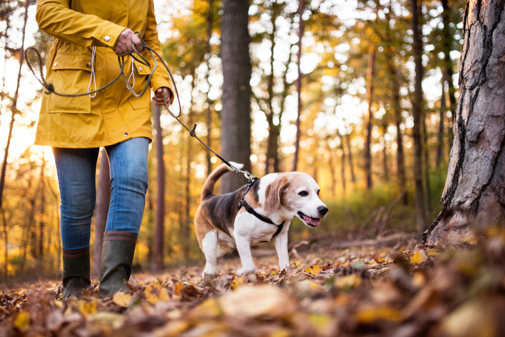 Get Outdoors! Best Placest to Walk Your Dog in Eastern Iowa!