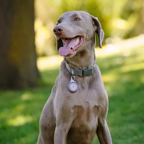 Nite Ize Wearabout Pet Clippable Tracker Holder Smoke