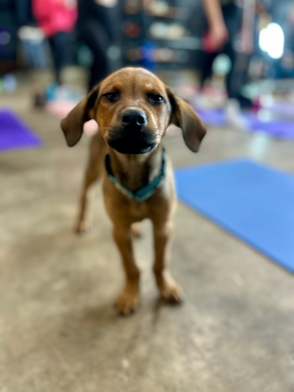 Start the Year with Puppy Love: Puppy Yoga w/Tails in Transit & Toula Yoga