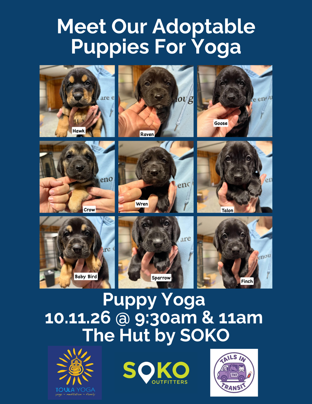 Paws & Cider: Fall Puppy Yoga
